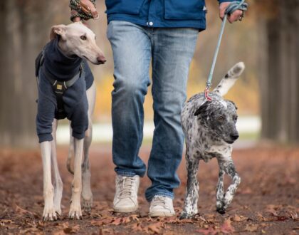 Turismo petfriendly, mejor la integración