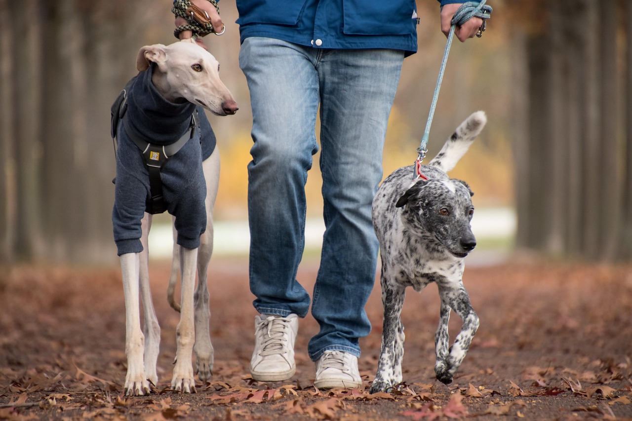 Turismo petfriendly, mejor la integración