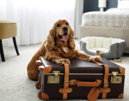 Hotel petfriendly