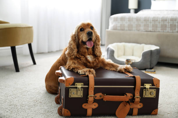Hotel petfriendly