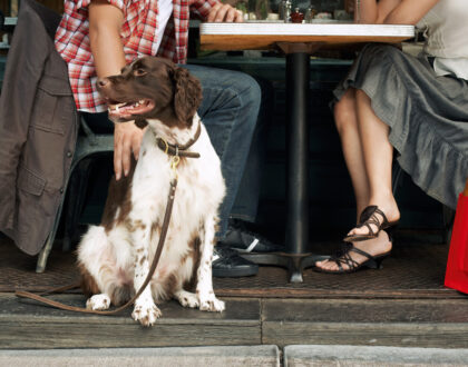 Hotel rural petfriendly